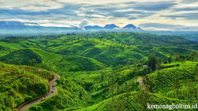 Hamparan Kebun Teh Wayang Windu Panenjoan di Pangalengan Bandung