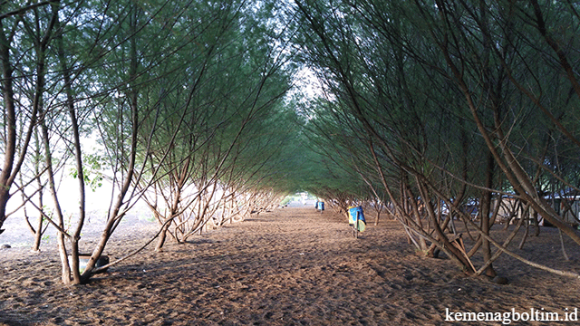 Keindahan Pantai dengan Pepohonan Cemara Teduh di Jember