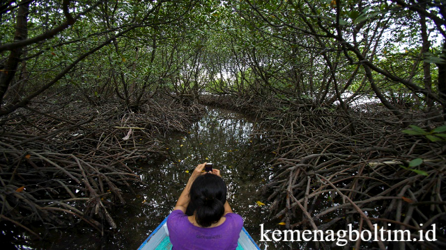 Hutan Mangrove Pulau Samama: Pesona Ekosistem Hijau